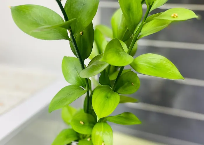 Local Greenbell 서울특별시